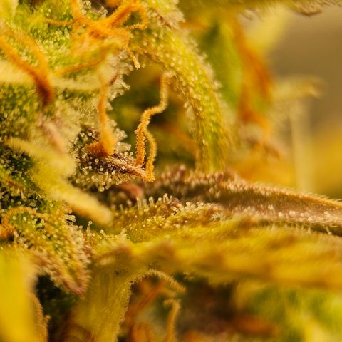 Tropicana Cookies Purple Automatic growlog timeline photo