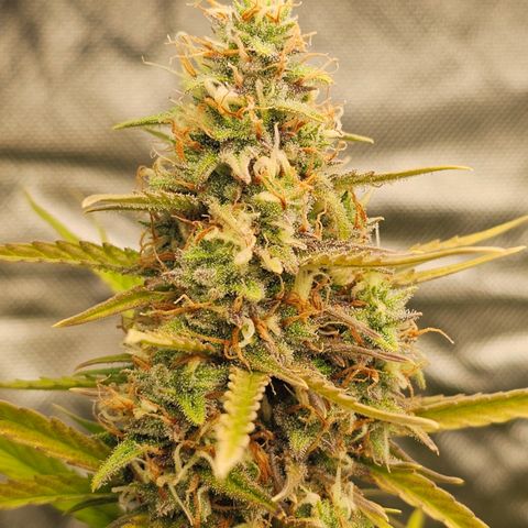 Tropicana Cookies Purple Automatic growlog timeline photo