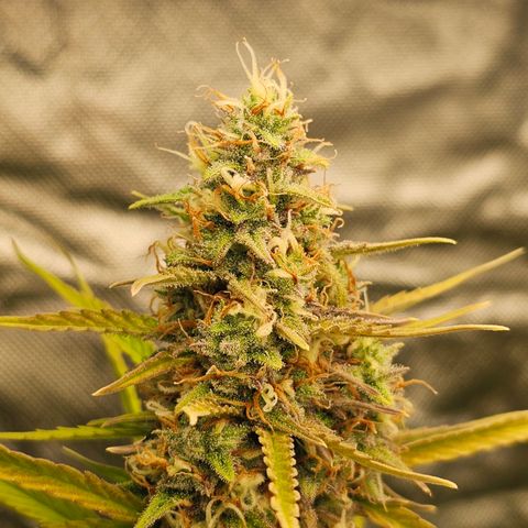 Tropicana Cookies Purple Automatic growlog timeline photo