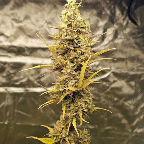 Royal Cookies Automatic growlog timeline photo