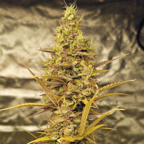 Royal Cookies Automatic growlog timeline photo