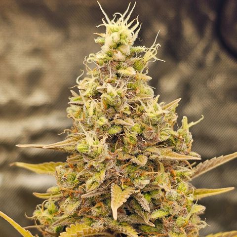 Royal Cookies Automatic growlog timeline photo