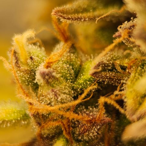 Royal Cookies Automatic growlog timeline photo