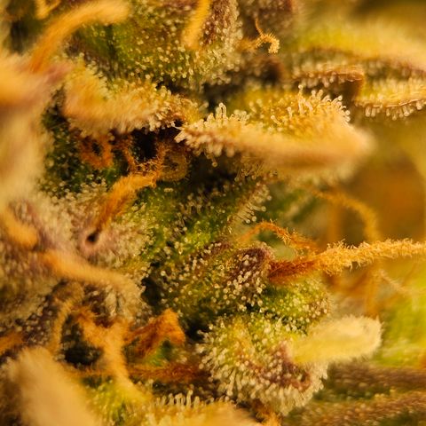 Royal Cookies Automatic growlog timeline photo