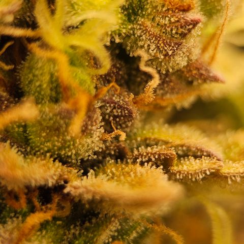 Royal Cookies Automatic growlog timeline photo