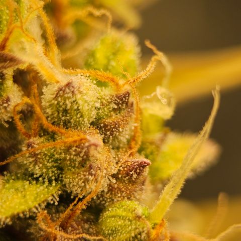 Royal Cookies Automatic growlog timeline photo
