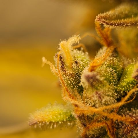 Royal Cookies Automatic growlog timeline photo
