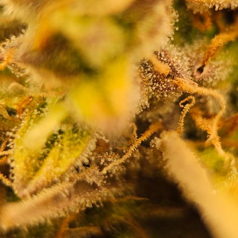 Royal Cookies Automatic growlog timeline photo
