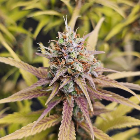 Tropicana Cookies Purple Automatic growlog timeline photo