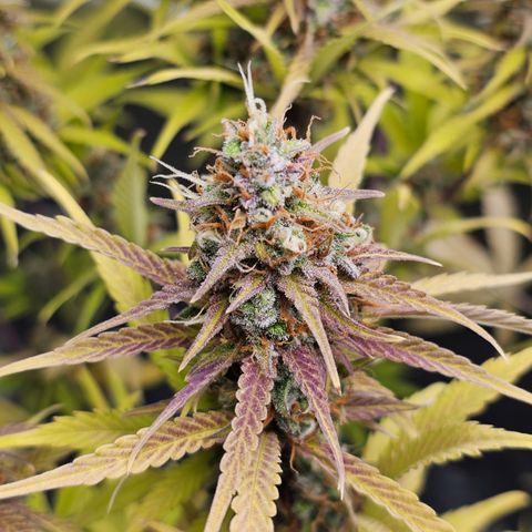 Tropicana Cookies Purple Automatic growlog timeline photo