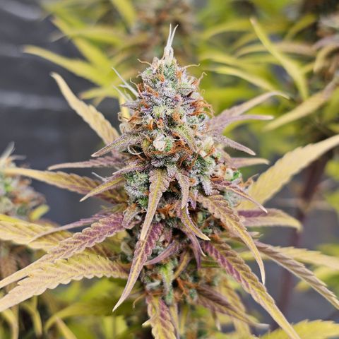 Tropicana Cookies Purple Automatic growlog timeline photo