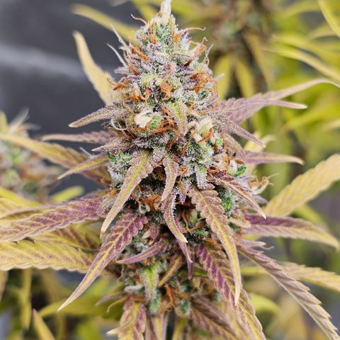 Tropicana Cookies Purple Automatic growlog timeline photo
