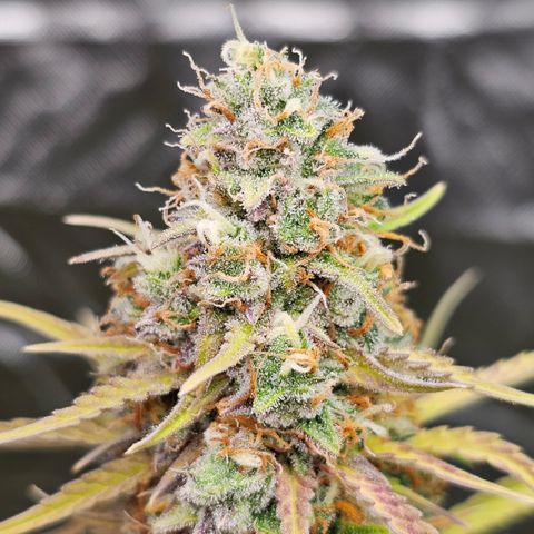 Tropicana Cookies Purple Automatic growlog timeline photo