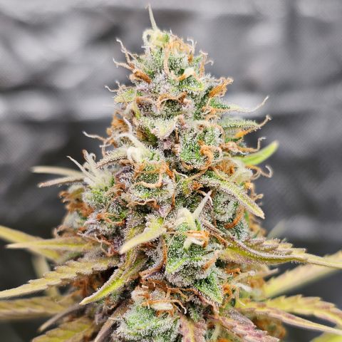 Tropicana Cookies Purple Automatic growlog timeline photo