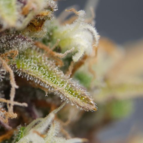 Tropicana Cookies Purple Automatic growlog timeline photo
