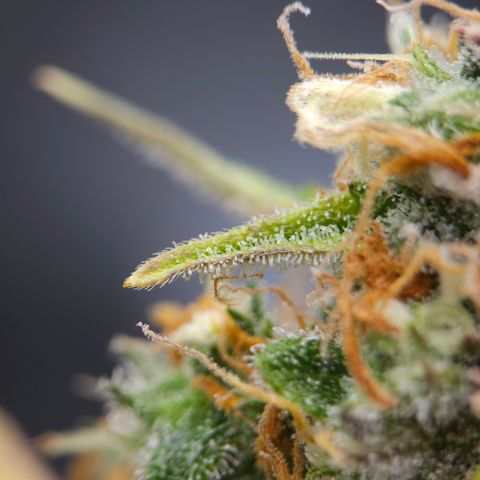 Tropicana Cookies Purple Automatic growlog timeline photo