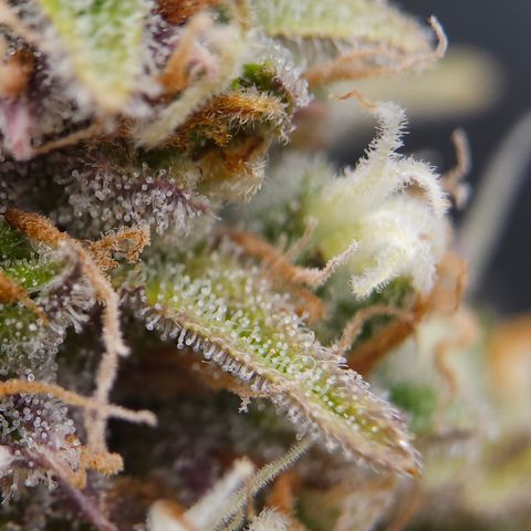 Tropicana Cookies Purple Automatic growlog timeline photo