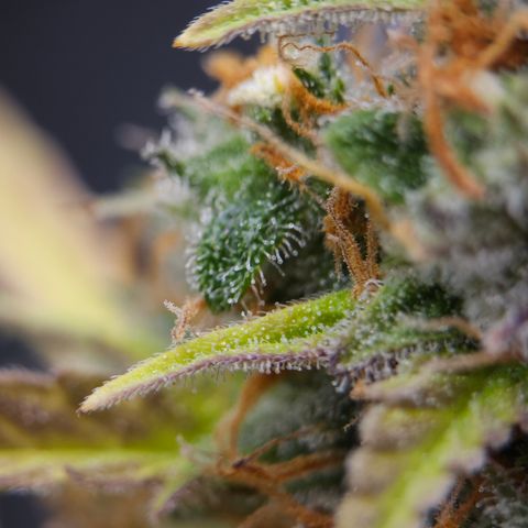 Tropicana Cookies Purple Automatic growlog timeline photo