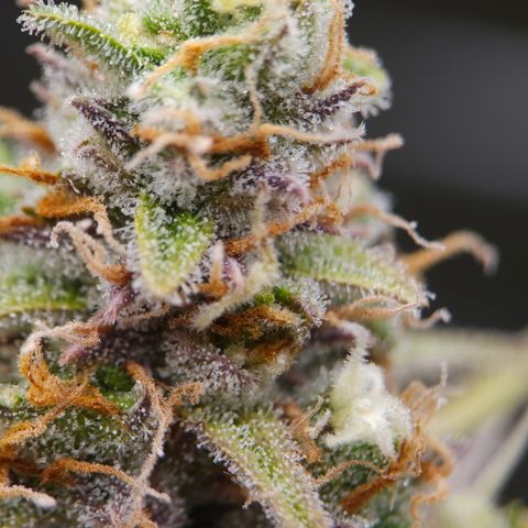 Tropicana Cookies Purple Automatic growlog timeline photo