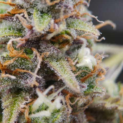 Tropicana Cookies Purple Automatic growlog timeline photo