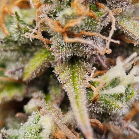 Tropicana Cookies Purple Automatic growlog timeline photo