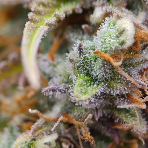 Tropicana Cookies Purple Automatic growlog timeline photo