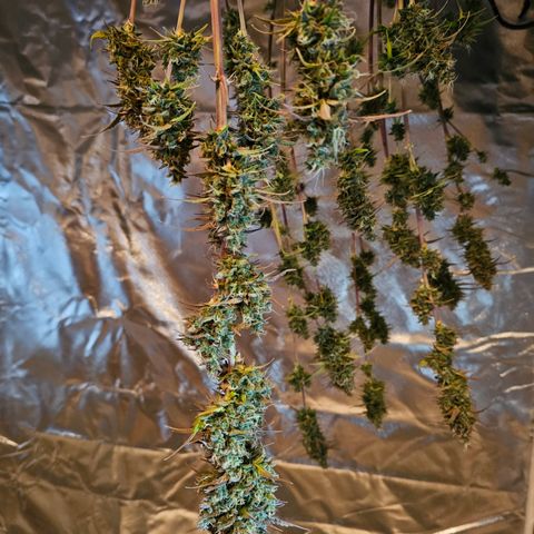 Royal Cookies Automatic growlog timeline photo