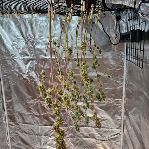 Royal Cookies Automatic growlog timeline photo