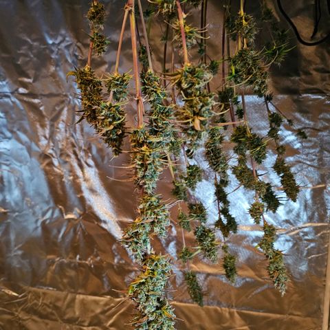 Royal Cookies Automatic growlog timeline photo