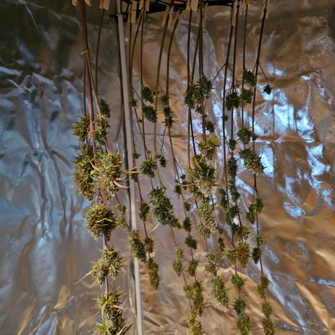 Tropicana Cookies Purple Automatic growlog timeline photo