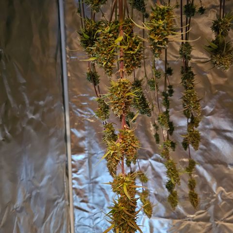 Tropicana Cookies Purple Automatic growlog timeline photo