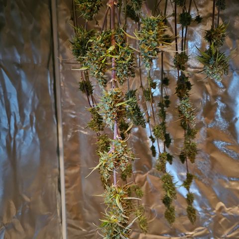 Tropicana Cookies Purple Automatic growlog timeline photo