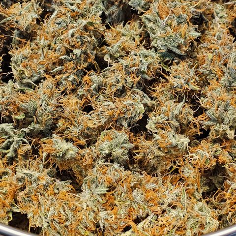 Tropicana Cookies Purple Automatic growlog timeline photo