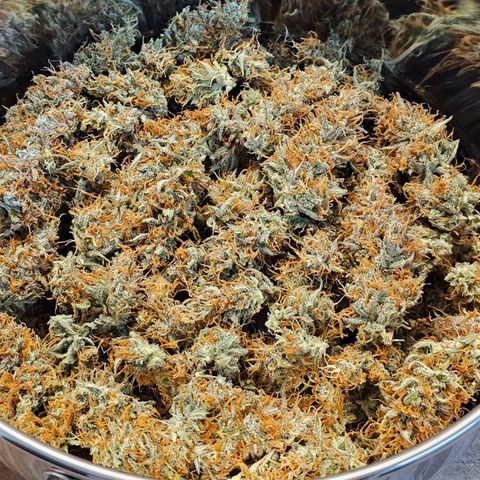 Tropicana Cookies Purple Automatic growlog timeline photo