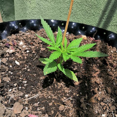 El Gaucho Fast Flowering growlog timeline photo