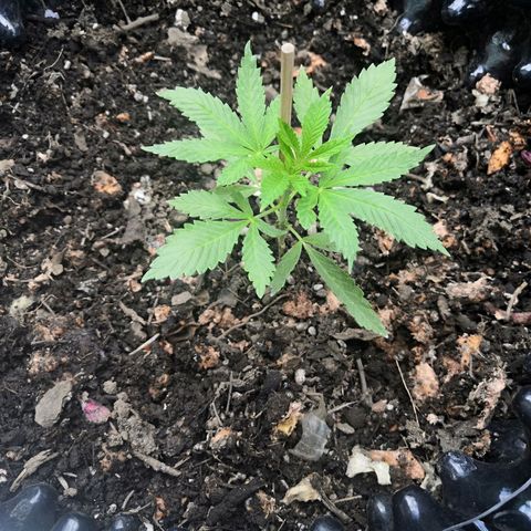 El Gaucho Fast Flowering growlog timeline photo