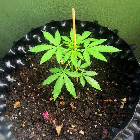 Triple G  growlog timeline photo