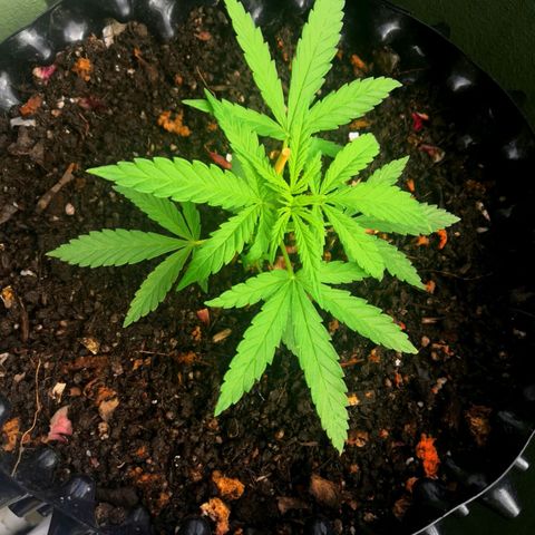 El Gaucho Fast Flowering growlog timeline photo