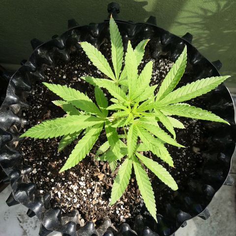 Triple G  growlog timeline photo