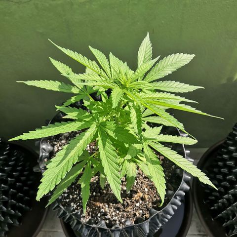 El Gaucho Fast Flowering growlog timeline photo