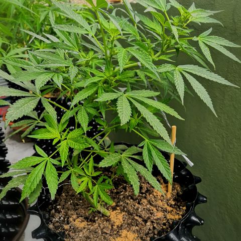 El Gaucho Fast Flowering growlog timeline photo