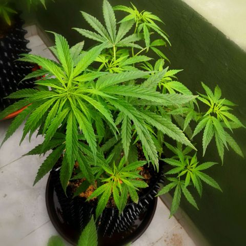 Triple G  growlog timeline photo