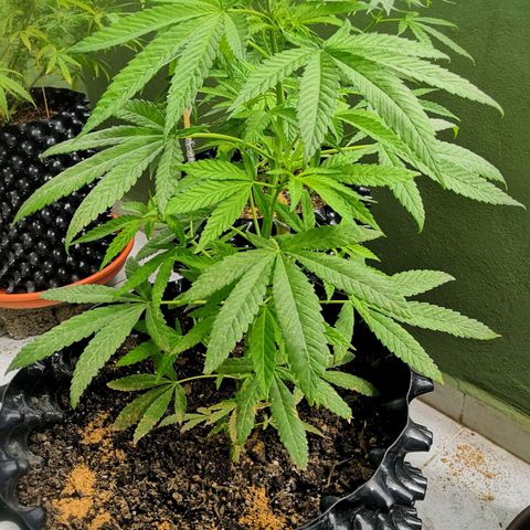 Triple G  growlog timeline photo