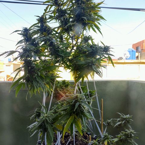 Triple G  growlog timeline photo