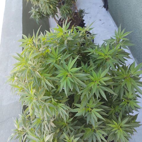 El Gaucho Fast Flowering growlog timeline photo