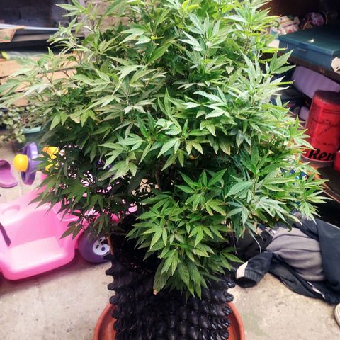 El Gaucho Fast Flowering growlog timeline photo