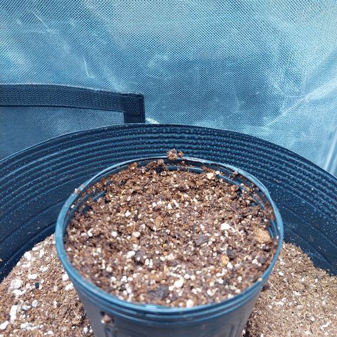 Super Lemon Pan growlog photo: Acabei de transplantar ela. Hidratei a terra com enraizador com 500ml de água filtrada