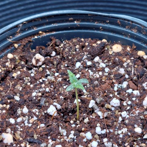 Mazine lemon haze growlog photo: Tá grande, crescendo saudável