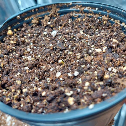 Super Lemon Pan growlog photo: Começou a sair do vaso