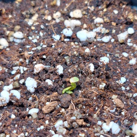 Branquinho 47 growlog photo: Perdeu a cabeça, porém vou manter na terra por mais tempo. Vai que 